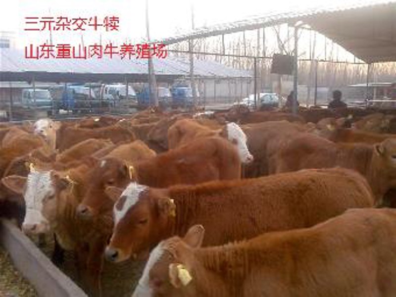 互联网时代的养殖业：定襄县荣昇养殖场的崛起之路